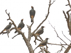 Vitgumpad glansstare (Spreo bicolor, Pied Starling).