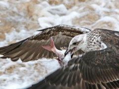 Kelptrut ung (Larus dominicanus, Kelp Gull).