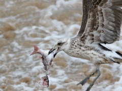 Kelptrut ung (Larus dominicanus, Kelp Gull).