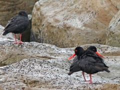 Svart strandskata (Haematupus ostalegus, Afr. Black Oystercatcher).