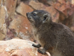 Klipphyrax (Procavia capensis, Rock Dassie). Närmast släkt med elefanter och sjökor men är inte större än en kanin. Kallas ibland klippgrävling.