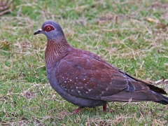 Guineaduva (Speckled Pigeon, Columba guinea).