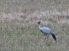 Blåtrana ( Anthropoides paradiseus, Blue Crane).