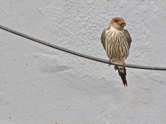 Större strimsvala (Cecropis cucullata, Greater Striped Swallow).
