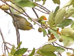 Kapglasögonfågel ( Zosterops virens, Cape White-eye).