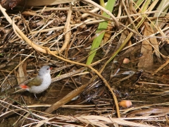 Svartkindad astrild (Coccopygia melanotis, Swee Waxbill).