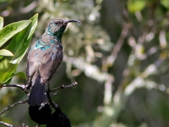 Kapsolfågel (Cinnyris chalybeus, Southern Double-collered Sunbird).