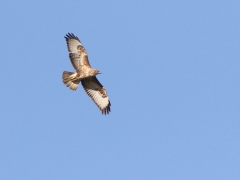 Stäppvråk (Buteo vulpinus, Steppe Buzzard).