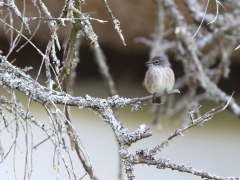 Askflugsnappare  (Muscicapa caerulescens, Ashy Flycatcher).