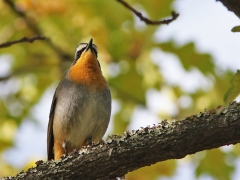 Kapsnårskvätta ( Cossypha caffra, Cape Robin-Chat).