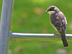 Fiskalflugsnappare ( Sigelus silens, Fiscal Flycatcher).