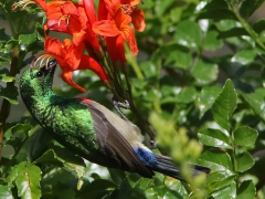 Kapsolfågel (Cinnyris chalybeus, Southern Double-collared Sunbird).