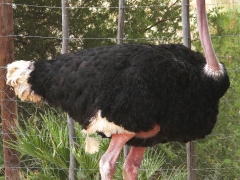 Världens tyngsta fågel. Struts (Struthio camelus, Common Ostrich).