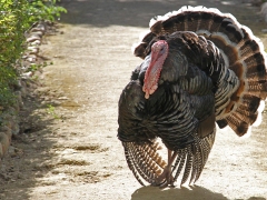 Kalkon (Turkey).