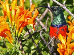 Sydafrikansk solfågel (Cinnyris afer, Greater Double -collared Sunbird) som lekte kurragömma i den täta skogen tills den slut fastnade på bild.