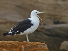 Kelptrut (Larus dominicanus, Kelp Gull).