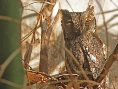 Dvärguv (Otus scops, Eur. Scops Owl) Lesvos, Greece.