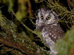 Pärluggla (Aegolius funereus, Tengmalm's Owl) Torhamns udde, Bl.