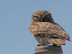 Minervauggla (Athene noctua, Little Owl) Petrified Forest, Lesvos, Greece.