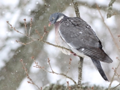 Ringduva (Columba palumbus, Common Wood Pigeon) Söder, Växjö, Sm.