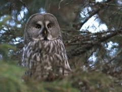 Lappuggla (Strix nebulosa, Great Grey Owl) Växjö kommun, Sm.