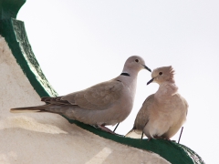 Turkduva (Streptopelia decaocto, Eur, Collared Dove) Maspalomas, Gran Canaria, Spain.