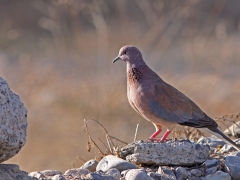 Palmduva (Streptopelia senegalensis, Laughing Dove) Maspalomas, Gran Canaria, Spain.