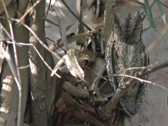 Dvärguv (Otus scops, Eur. Scops Owl) Lesvos, Greece.