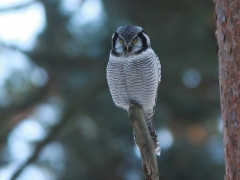 Hökuggla (Surnia ulula, Northern Hawk Owl) Tosteberga Fure, Kristianstad, Sk.