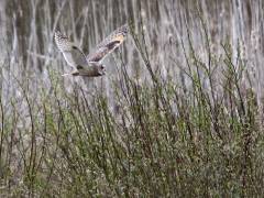 Hornuggla (Asio otus,  Long-eared Owl) Djurle myr, Växjö, Sm.