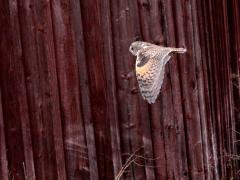 Hornuggla (Asio otus,  Long-eared Owl) Djurle myr, Växjö, Sm.
