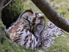 Kattuggla (Strix aluco, Tawny Owl) Bokhultets NR, Växjö, Sm.