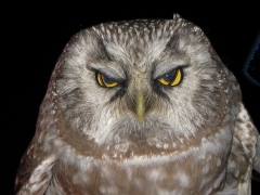 Pärluggla (Aegolius funereus, Tengmalm's Owl) Ottenby fågelstation, Öl.