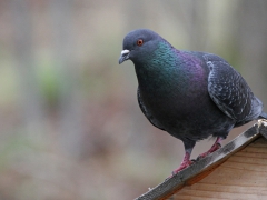 Tamduva (Columba livia domest. Feral Pigeon) Söder, Växjö, Sm.