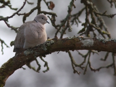 Turkduva (Streptopelia decaocto, Eur, Collared Dove) Söder, Växjö, Sm.