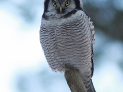 Hökuggla (Surnia ulula, Northern Hawk Owl) Tosteberga Fure, Kristianstad, Sk.