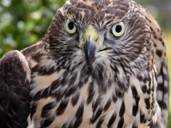 Duvhök (Accipiter gentilis). Den här unga duvhöken fanns i en grannes trädgård och avlivades senare på en djurklinik pga en skada. Söder, Växjö.