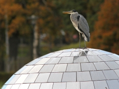 Gråhäger (Ardea cinerea) poserar på "discokulan" vid Strandbjörket, Växjösjön.