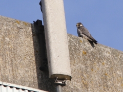 Pilgrimsfalk (Falco peregrinus) rastar på ett vattentorn i Kristianstad kommun, Skåne.