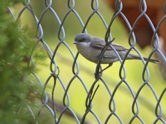 Ärtsångare (Sylvia curruca) i  i hotelles trägård. Bialowieza, Polen.