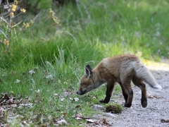 En årsunge av rödräv (Vulpes vulpes) ett av våra mest anpassningbara rovdjur på egen  utflykt vid sommarstugan. Västernäs, Ramdala, Blekinge.