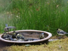 Talgoxar (Parus major) och blåmes ( cyanistes caeruleus) samsas i badet, Västernäs, Blekinge.