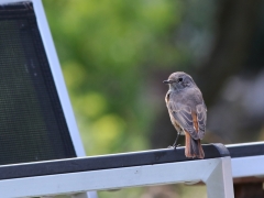 Rödstjärt (Phoenicurus phoenicurus) rastar i solstol på Västernäs, Blekinge.