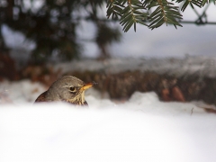 Björktrast (Turdus pilaris) Växjö. Söder, Växjö.