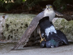 Sparvhökshona ( Accipiter nisus) som nyss slagit en tamduva Columba livia domest. ) på trottoaren utanför huset på Söder, Växjö.