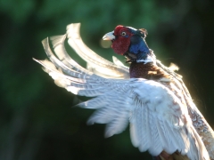 Fasantupp (Phasianus colchicus) markerar vem som är störst, bäst och vackrast en vårkväll. Horna Fure, Åhus. Skåne.