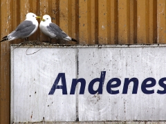 Tretåig mås (Rissa tridactula) är en karaktärsfågel i Andenes. Norge.
