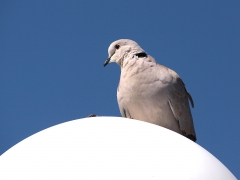 Turkduva (Streptopelia decaoctoi) en av de vanligaste fåglarna i Maspalomas, Gran Canaria.