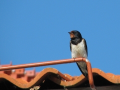 Ladusvala (Hirundo rustica) är en välkommen gäst på många hus.  Ottenby, Öland.