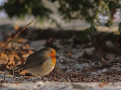 Rödhaken ( Erithacus rubecula) äter gärna smulade talgbollar.  Söder, Växjö.